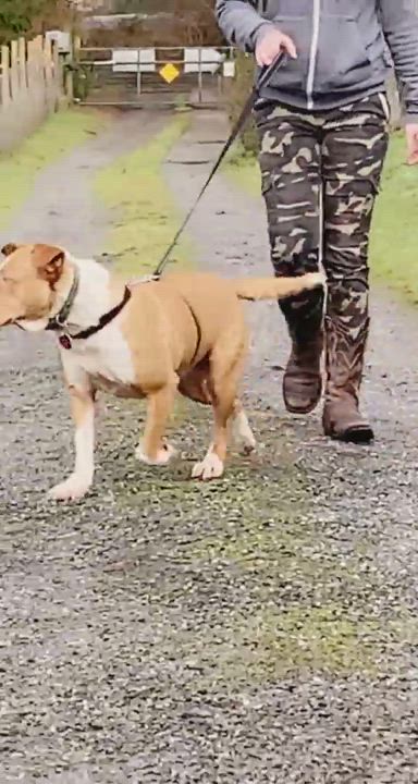 Enlarge Bella, a Adoptable mixed breed in Seattle, WA video 11/11