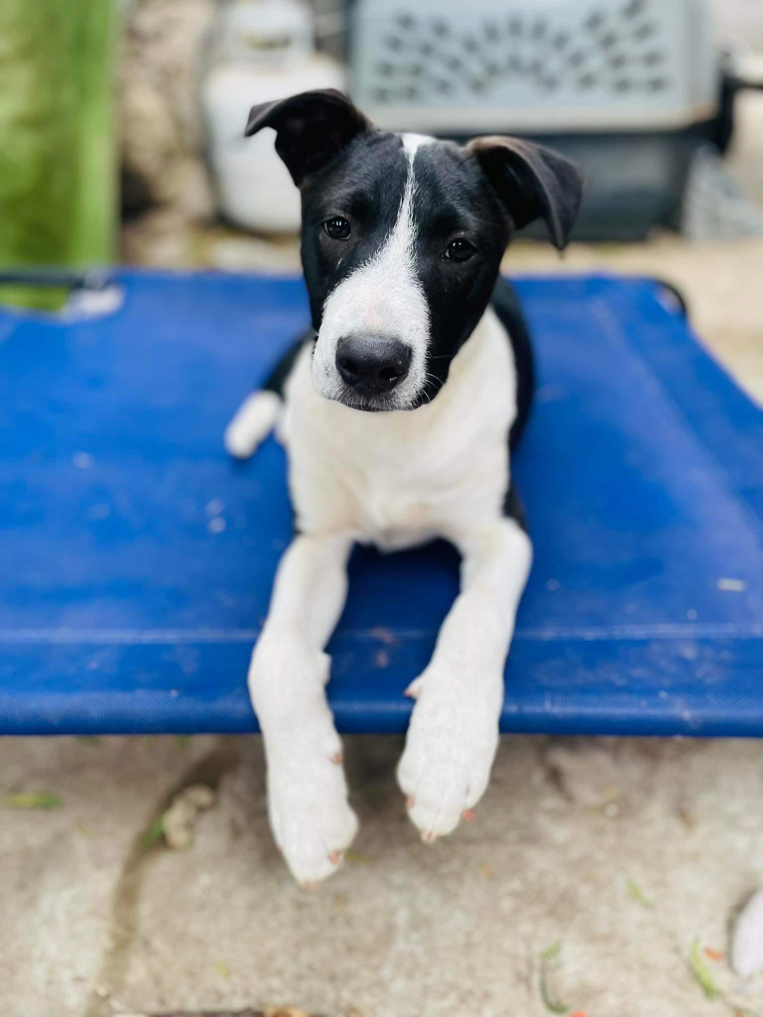 Pinto, Adopted, Puppy Male Black Labrador Retriever.