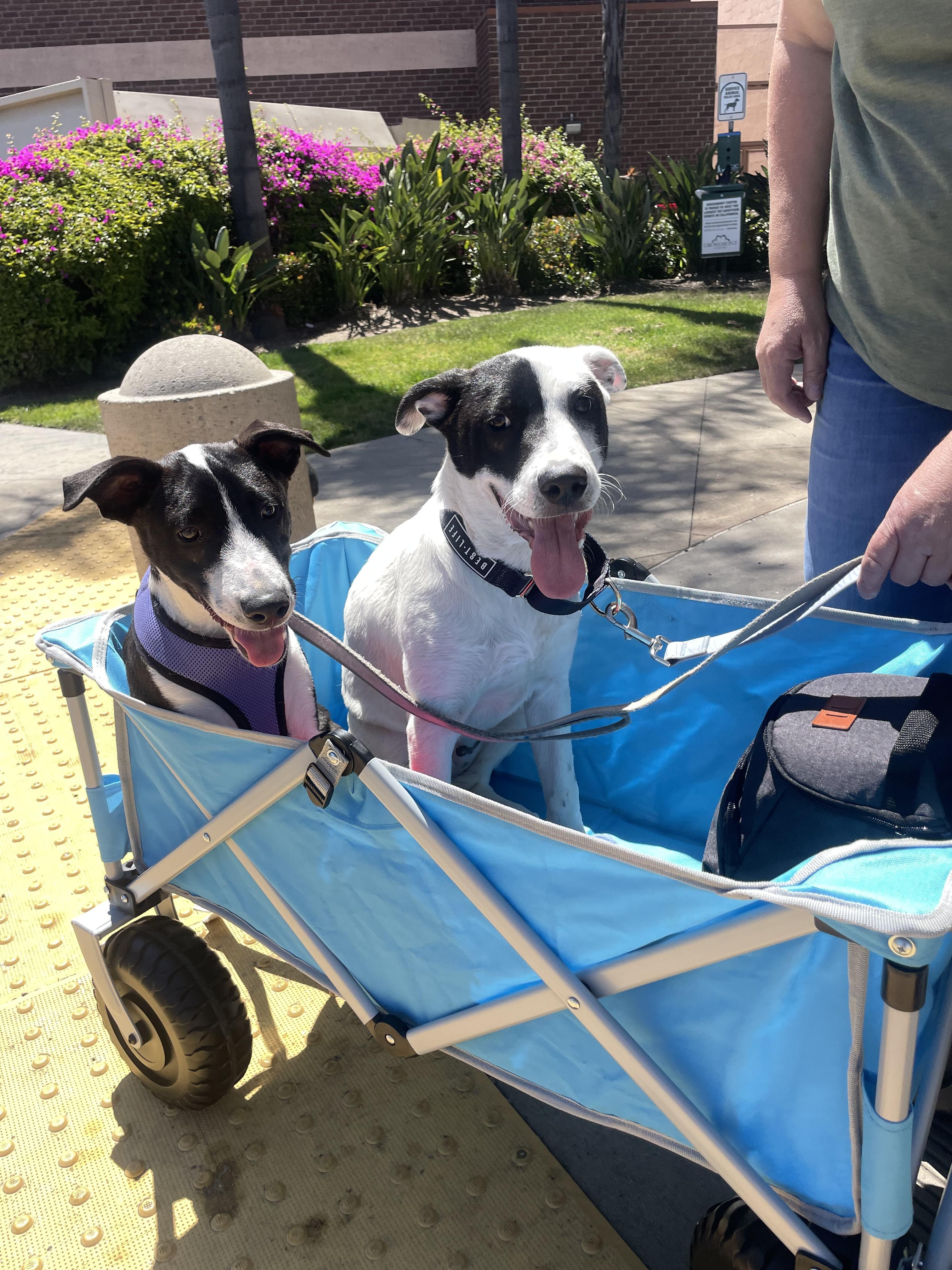 Enlarge Pinto, a Adopted mixed breed in San Diego, CA image 3/5