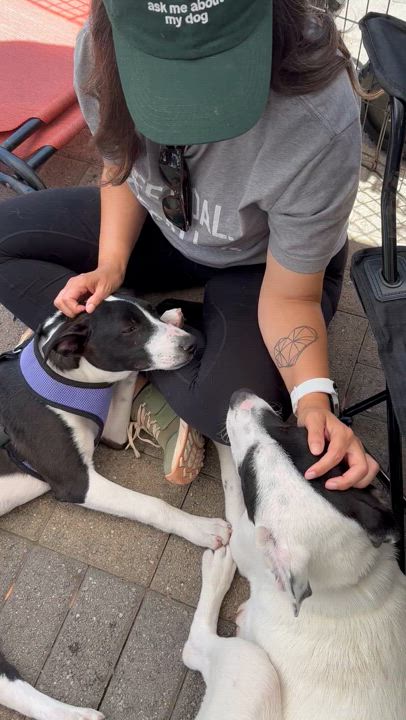 Enlarge Pinto, a Adopted mixed breed in San Diego, CA video 4/5