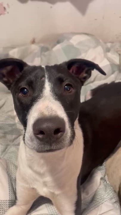 Enlarge Pinto, a Adopted mixed breed in San Diego, CA video 5/5