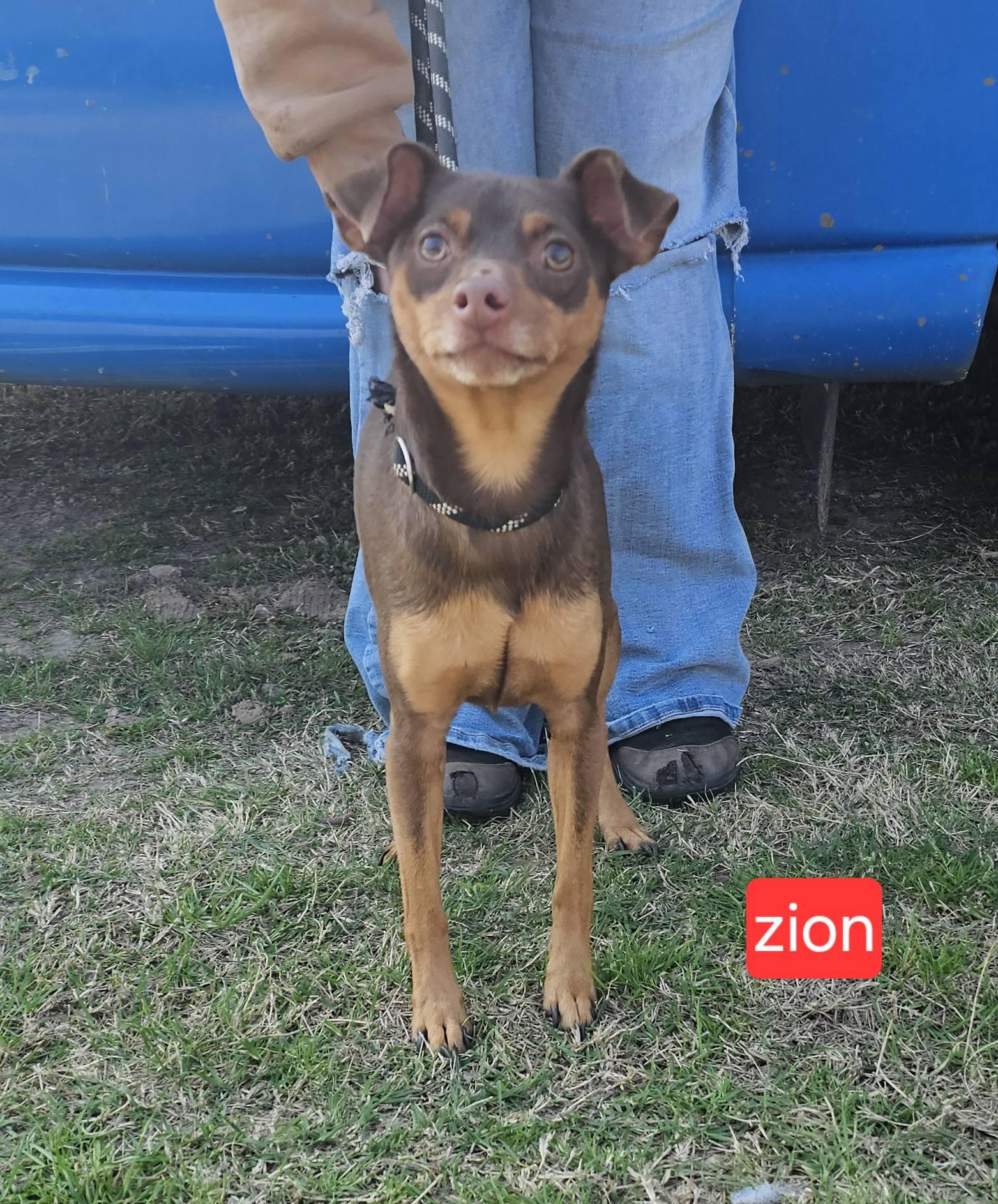 Enlarge Zion, an adopted Miniature Pinscher in abingdon, MD image 1/1