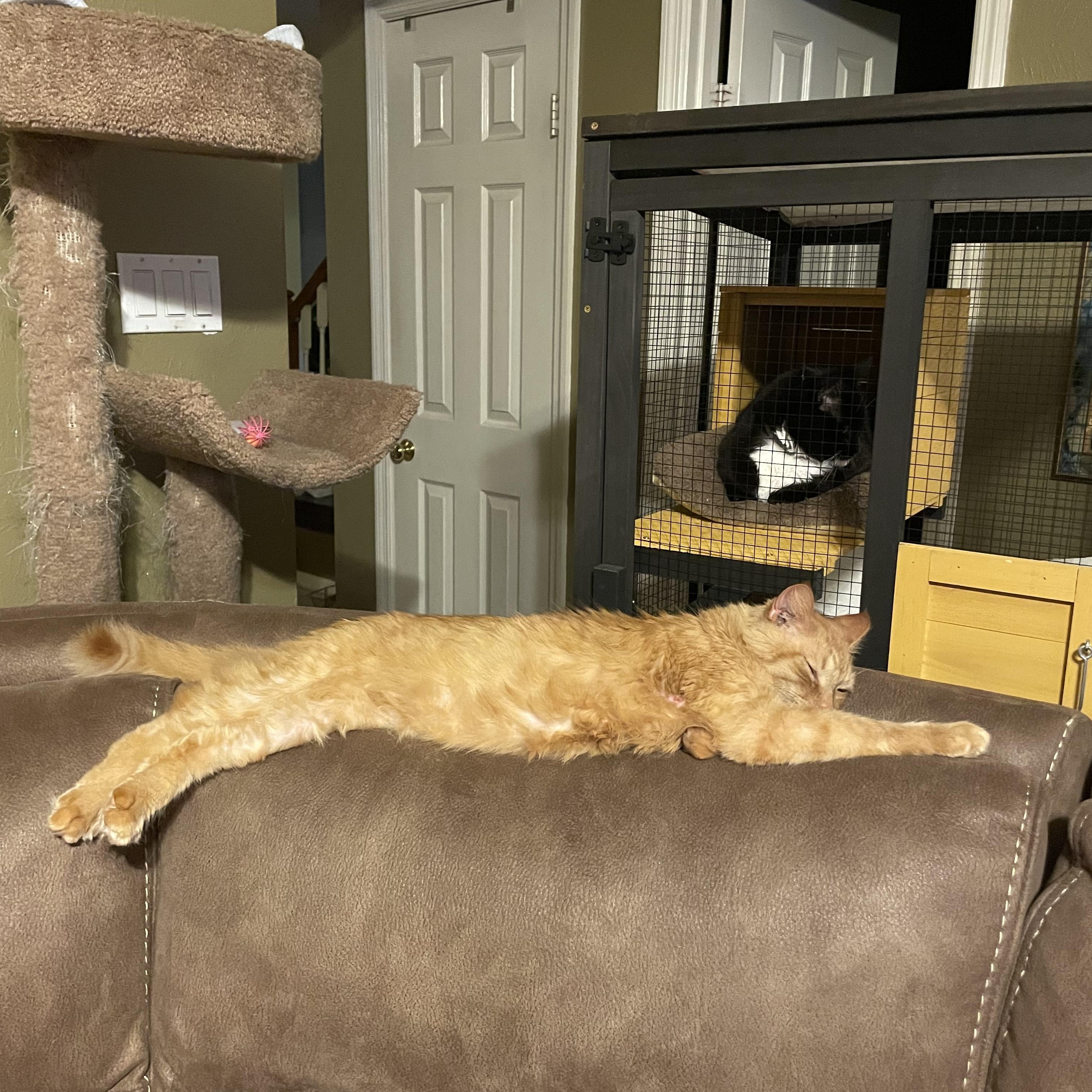 Enlarge Redford, a Adoptable Domestic Long Hair in Cleveland, OH image 6/6