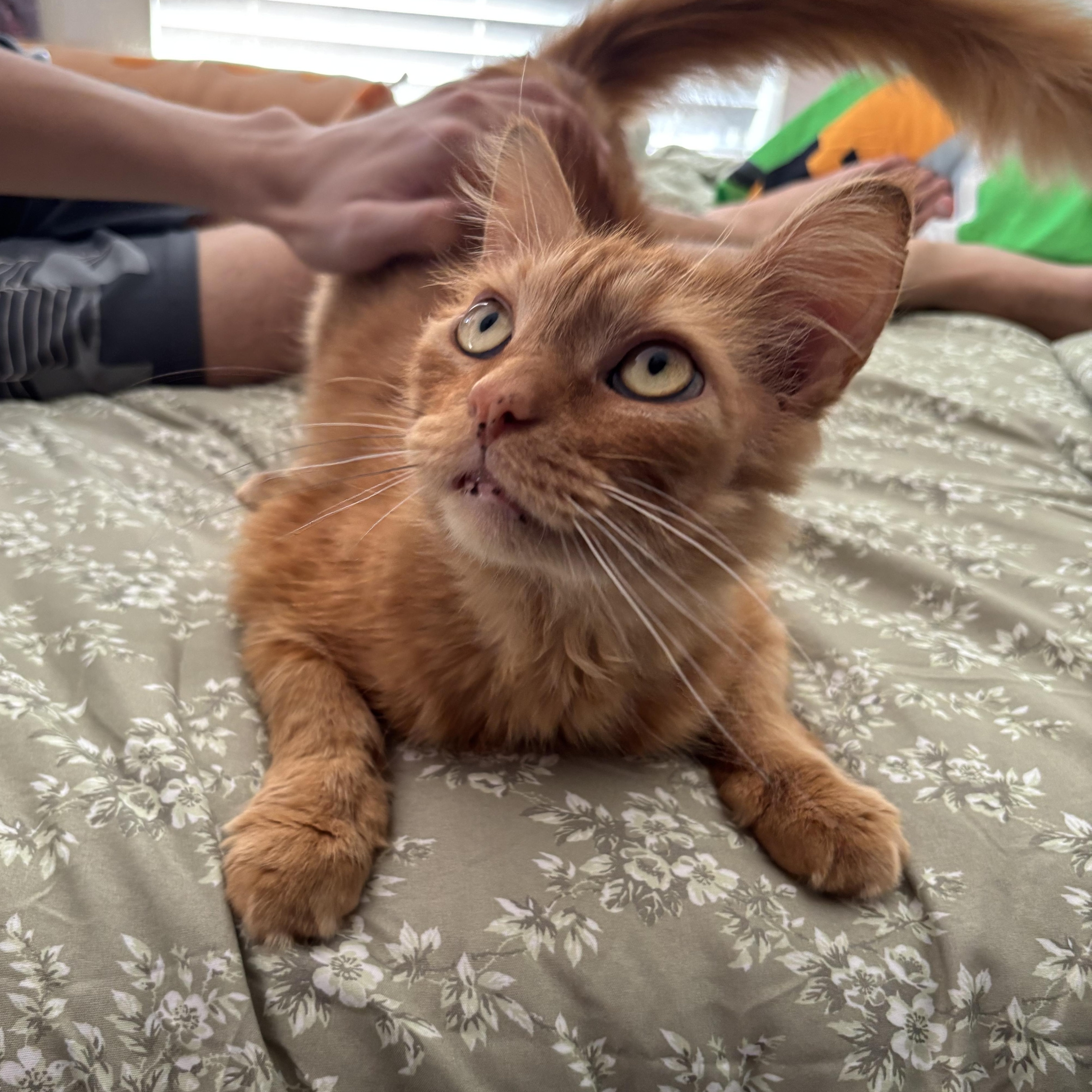 Enlarge Redford, a Adoptable Domestic Long Hair in Cleveland, OH image 4/6