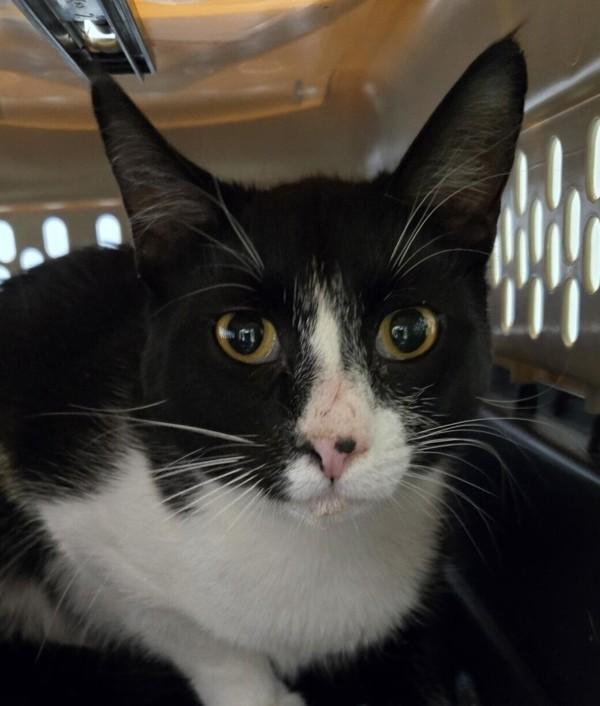 Enlarge Lyle Cat 4, a Adoptable mixed breed in Squamish, BC image 1/1