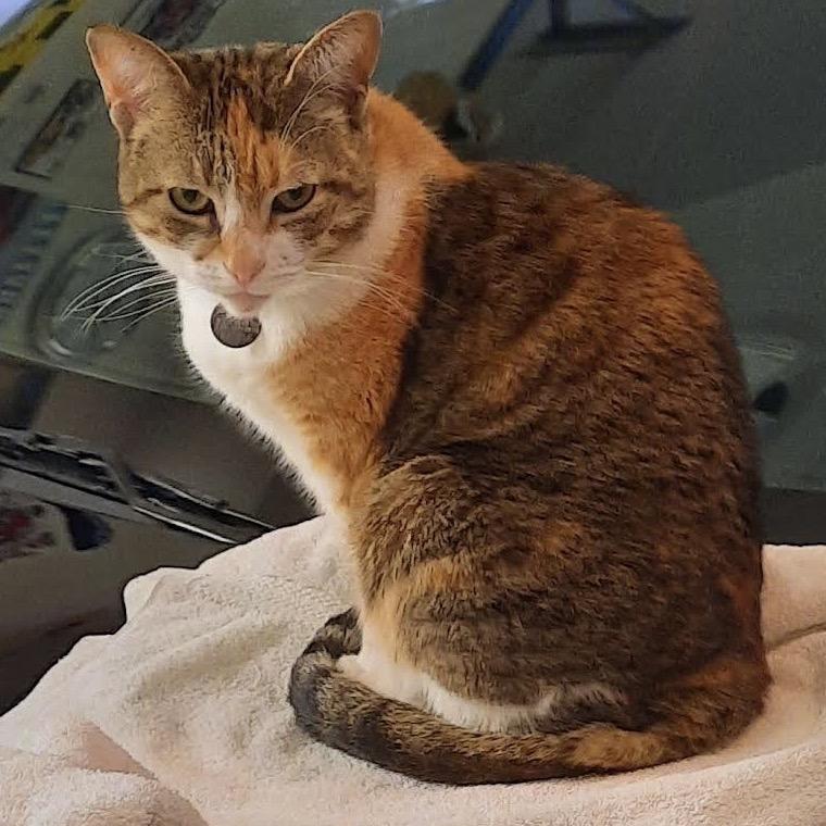 Enlarge Bean, a Adoptable Domestic Medium Hair in Pacific Grove, CA image 1/6