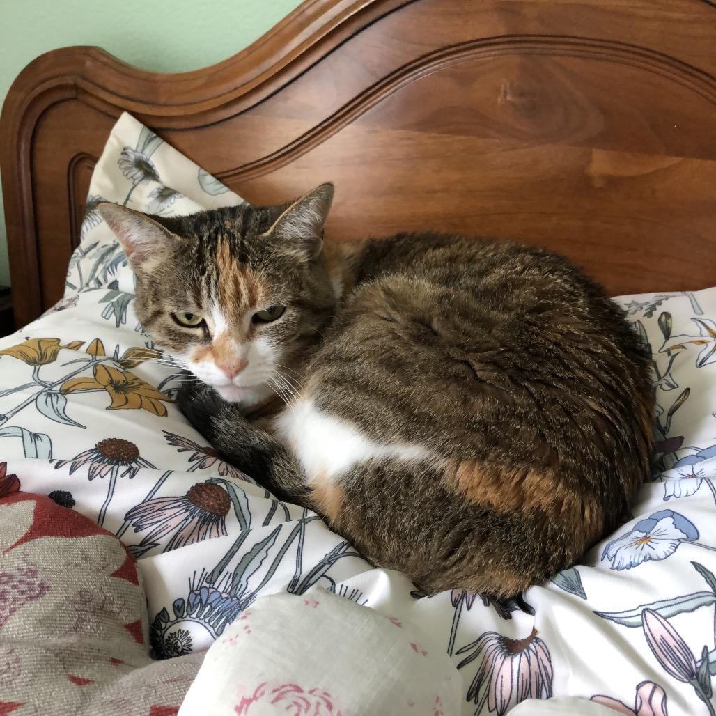 Enlarge Bean, a Adoptable Domestic Medium Hair in Pacific Grove, CA image 3/6