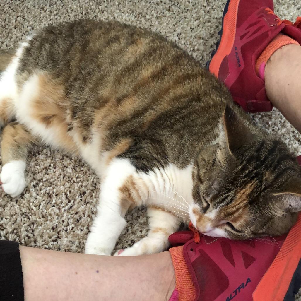 Enlarge Bean, a Adoptable Domestic Medium Hair in Pacific Grove, CA image 4/6