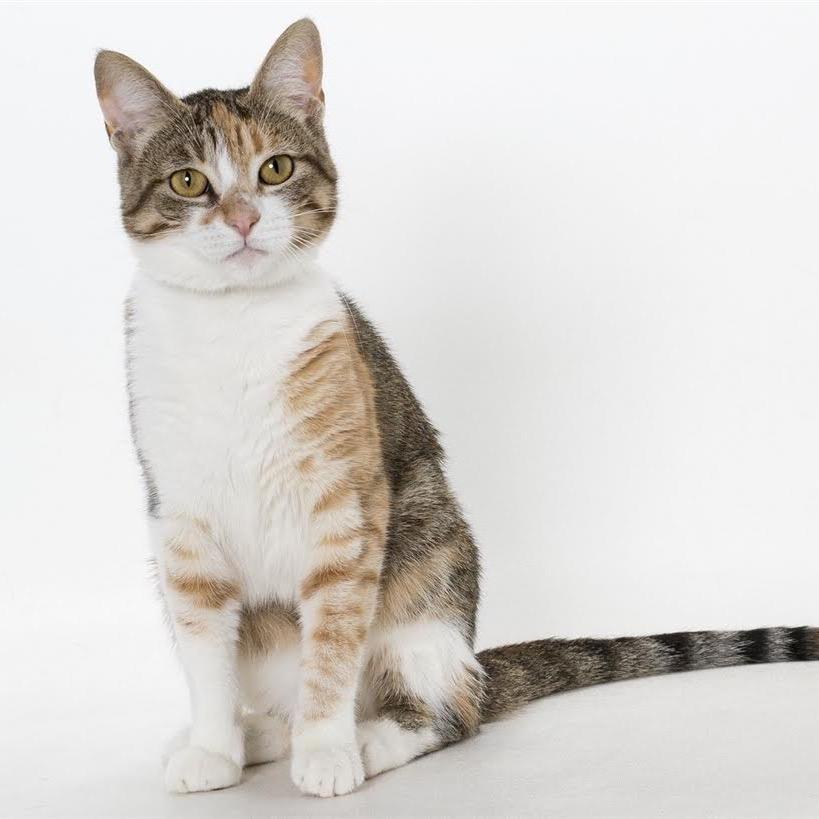 Enlarge Bean, a Adoptable Domestic Medium Hair in Pacific Grove, CA image 5/6