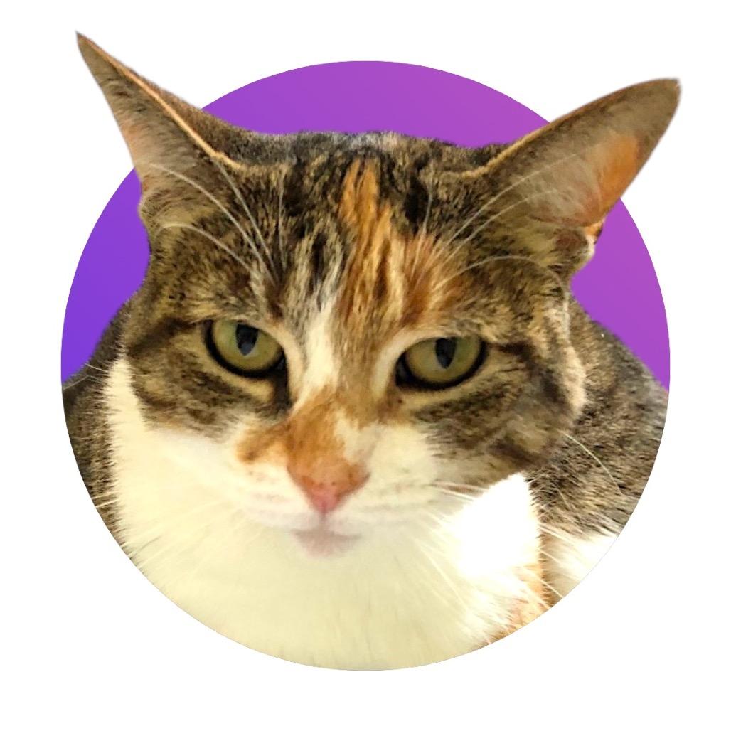 Enlarge Bean, a Adoptable Domestic Medium Hair in Pacific Grove, CA image 6/6