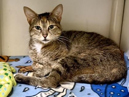 Martha Washington, a ADOPTABLE Domestic Short Hair in Downers Grove, IL image 3/3