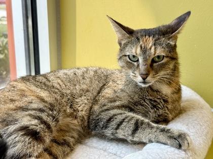 Martha Washington, a ADOPTABLE Domestic Short Hair in Downers Grove, IL image 2/3