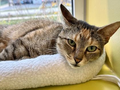 Martha Washington, a ADOPTABLE Domestic Short Hair in Downers Grove, IL image 1/3