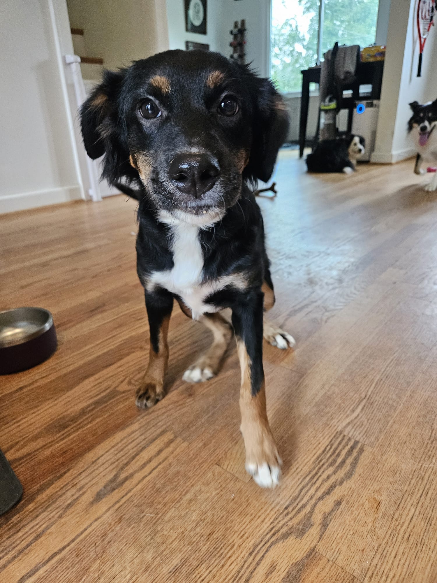 Enlarge Jazzie, a Adopted Australian Shepherd in Baldwin, MD image 3/6