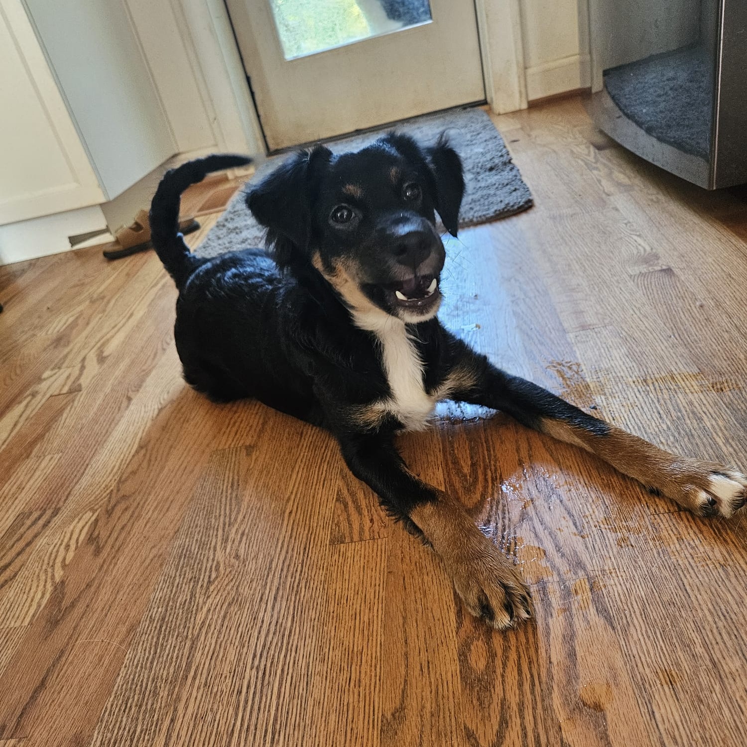 Enlarge Jazzie, a Adopted Australian Shepherd in Baldwin, MD image 4/6