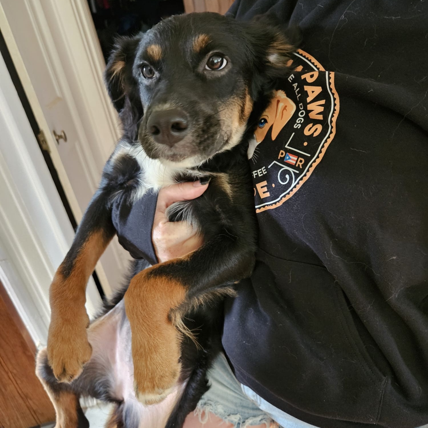 Enlarge Jazzie, a Adopted Australian Shepherd in Baldwin, MD image 2/6