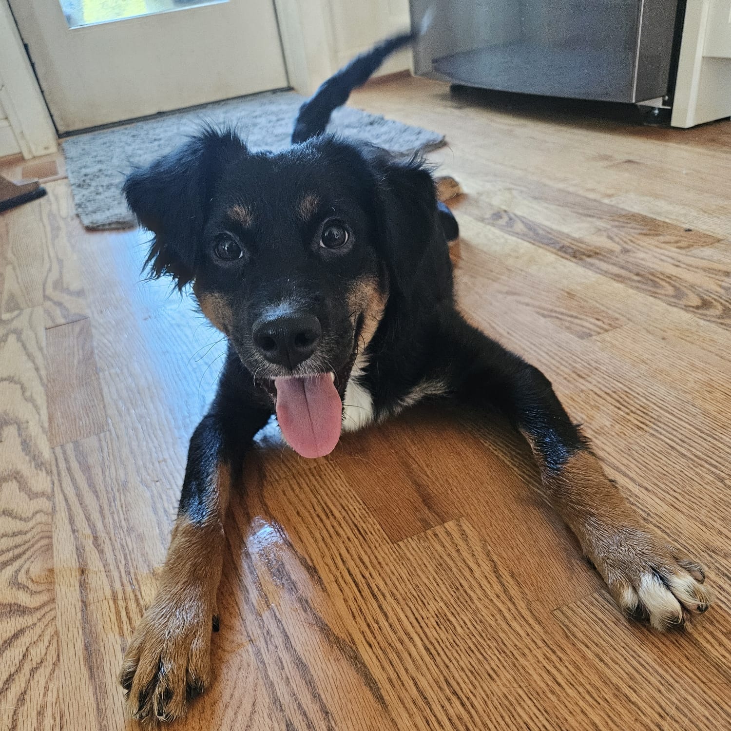 Enlarge Jazzie, a Adopted Australian Shepherd in Baldwin, MD image 5/6