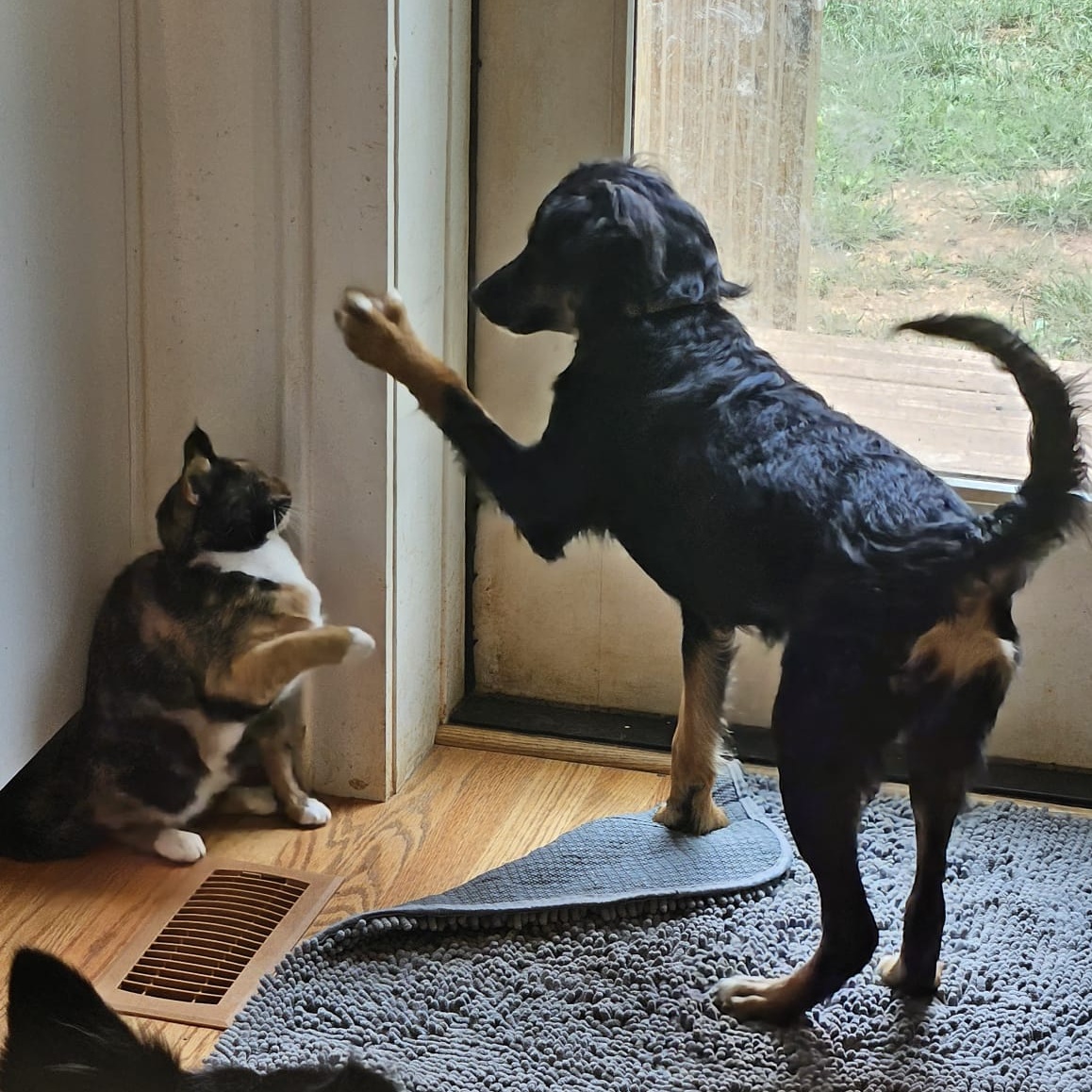 Enlarge Jazzie, a Adopted Australian Shepherd in Baldwin, MD image 6/6