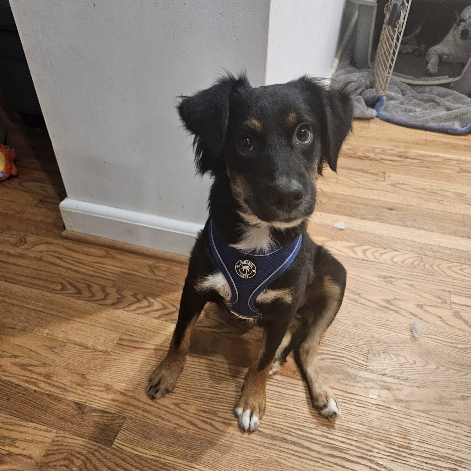 Jazzie, Adopted, Puppy Female Australian Shepherd.