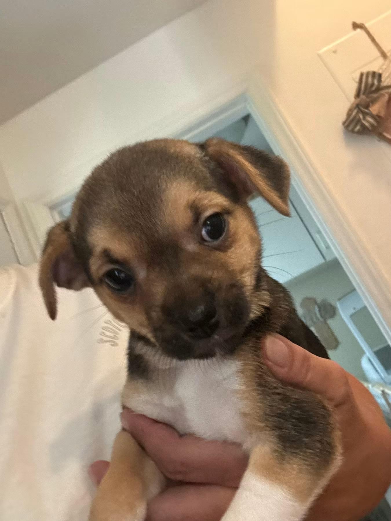 Peppermint Patti, adopted, Puppy Female Chihuahua & Beagle.