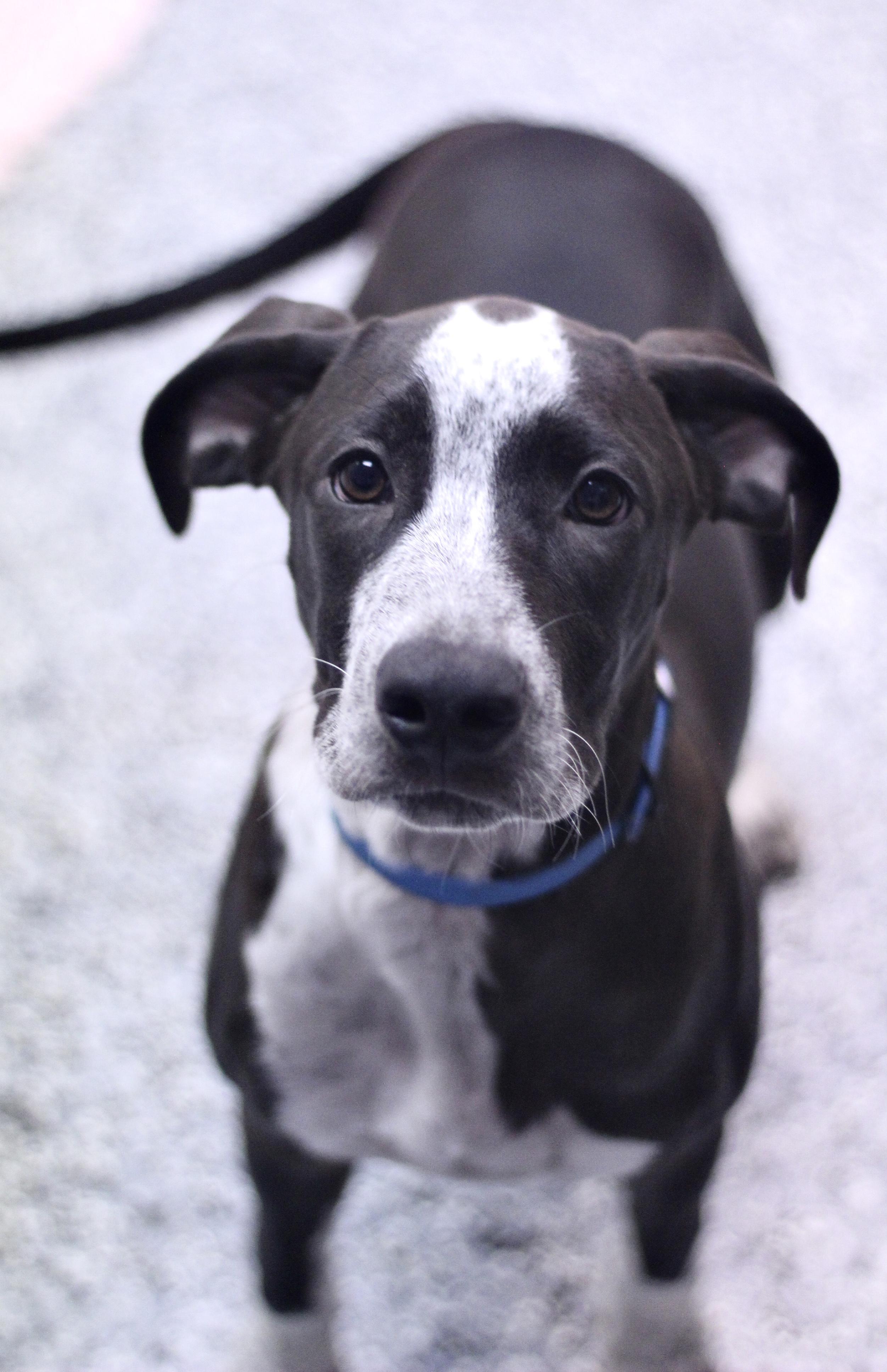 Jacquevious in NH! Come Meet our Adoptable Dogs Wednesday-Saturday. More info in Bio!