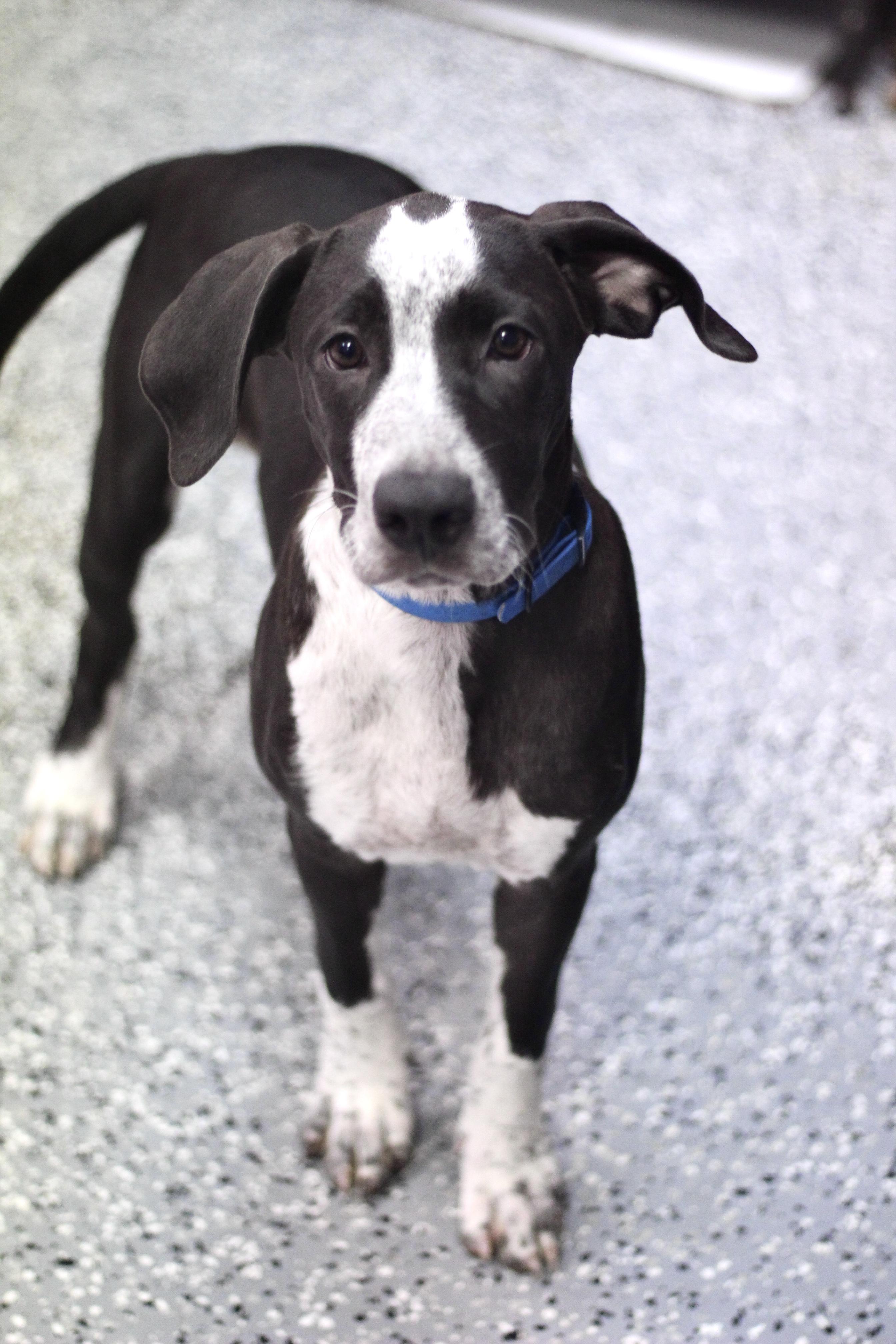 Jacquevious in NH! Come Meet our Adoptable Dogs Wednesday-Saturday. More info in Bio!