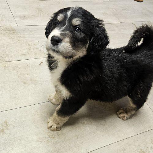 Enlarge Apple, a Adoptable mixed breed in Kirksville, MO image 1/2