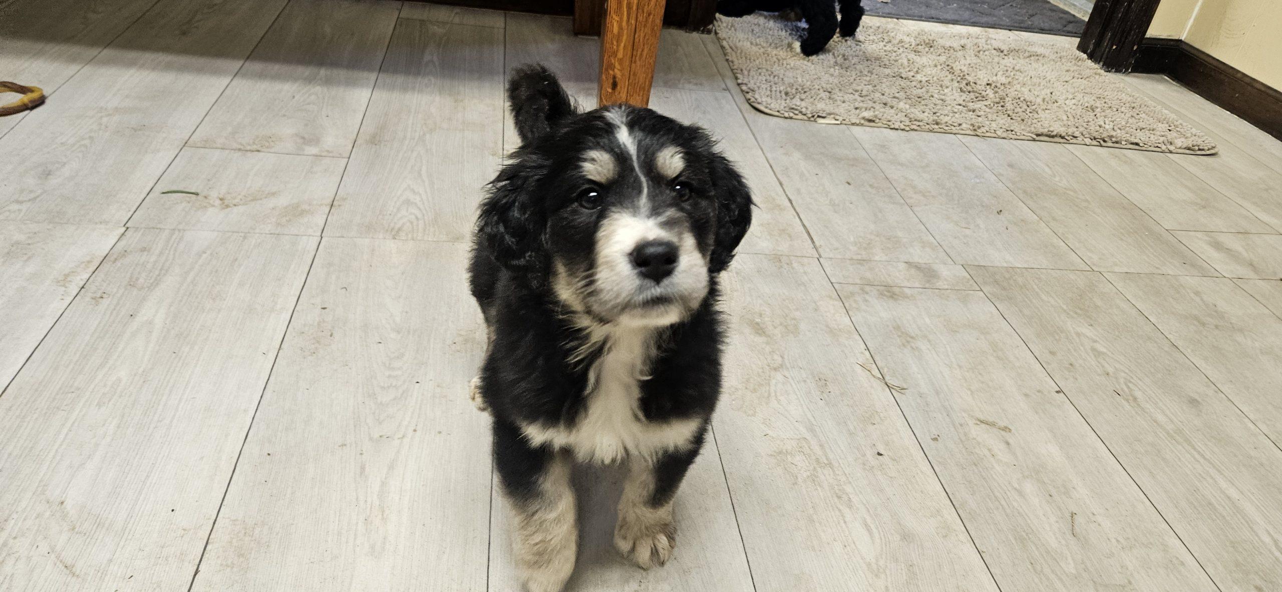 Enlarge Apple, a Adoptable mixed breed in Kirksville, MO image 2/2