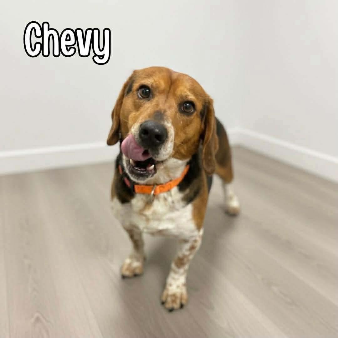 Enlarge Chevy, an adopted mixed breed in Westwood, NJ image 2/6