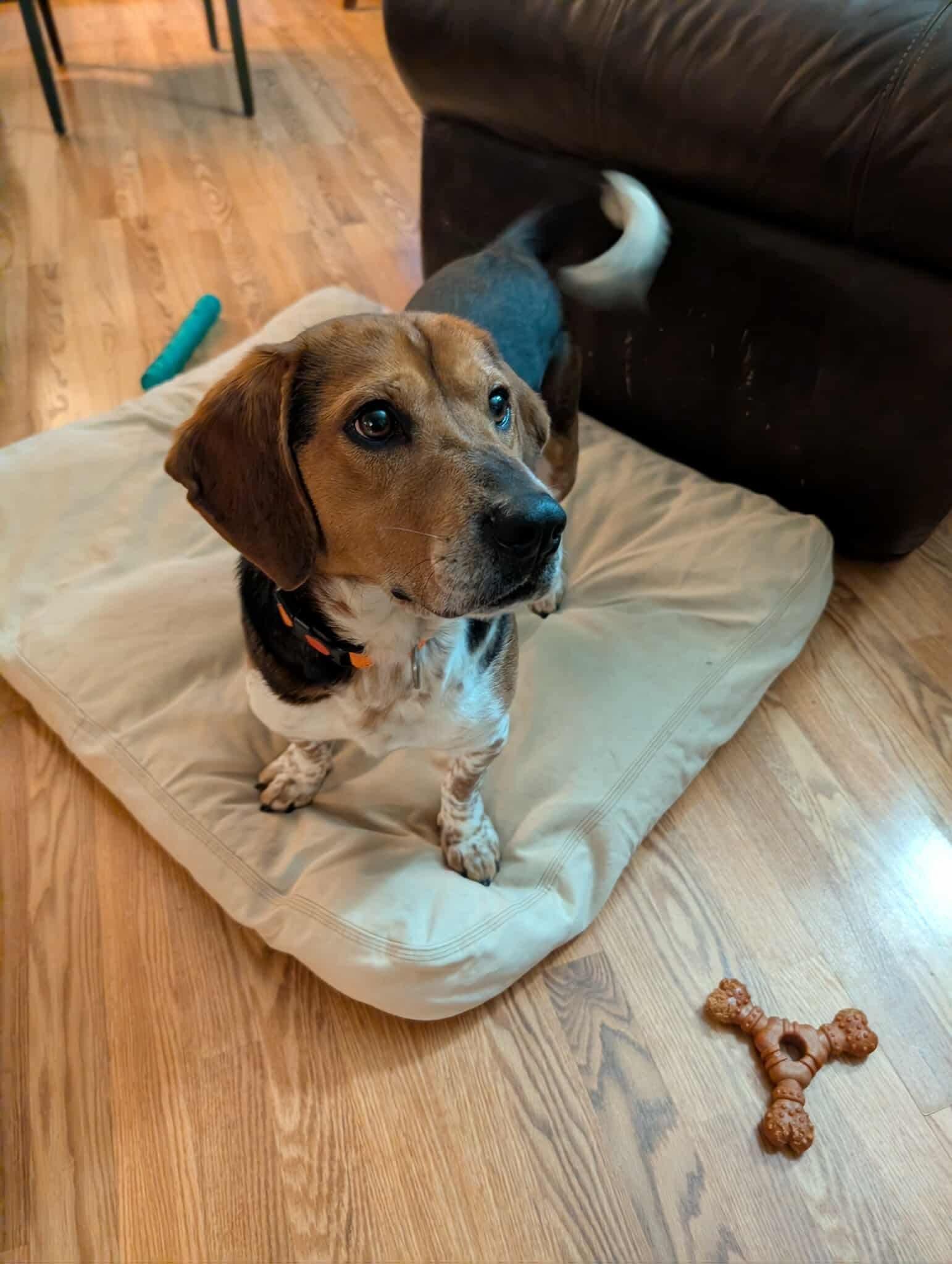 Enlarge Chevy, an adopted mixed breed in Westwood, NJ image 1/6