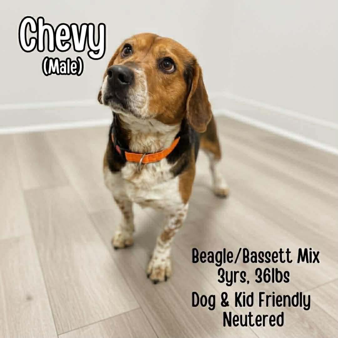 Enlarge Chevy, an adopted mixed breed in Westwood, NJ image 3/6