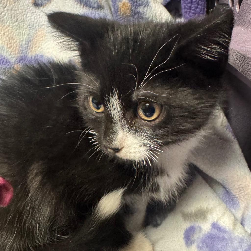 Enlarge Skitter, a Adoptable mixed breed in Olean, NY image 1/2