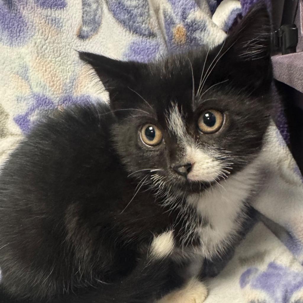 Enlarge Skitter, a Adoptable mixed breed in Olean, NY image 2/2