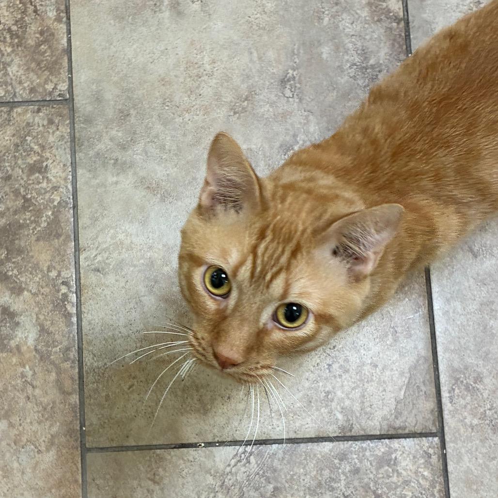 Enlarge Carmine, a Adoptable Domestic Short Hair in Tulsa, OK image 1/2