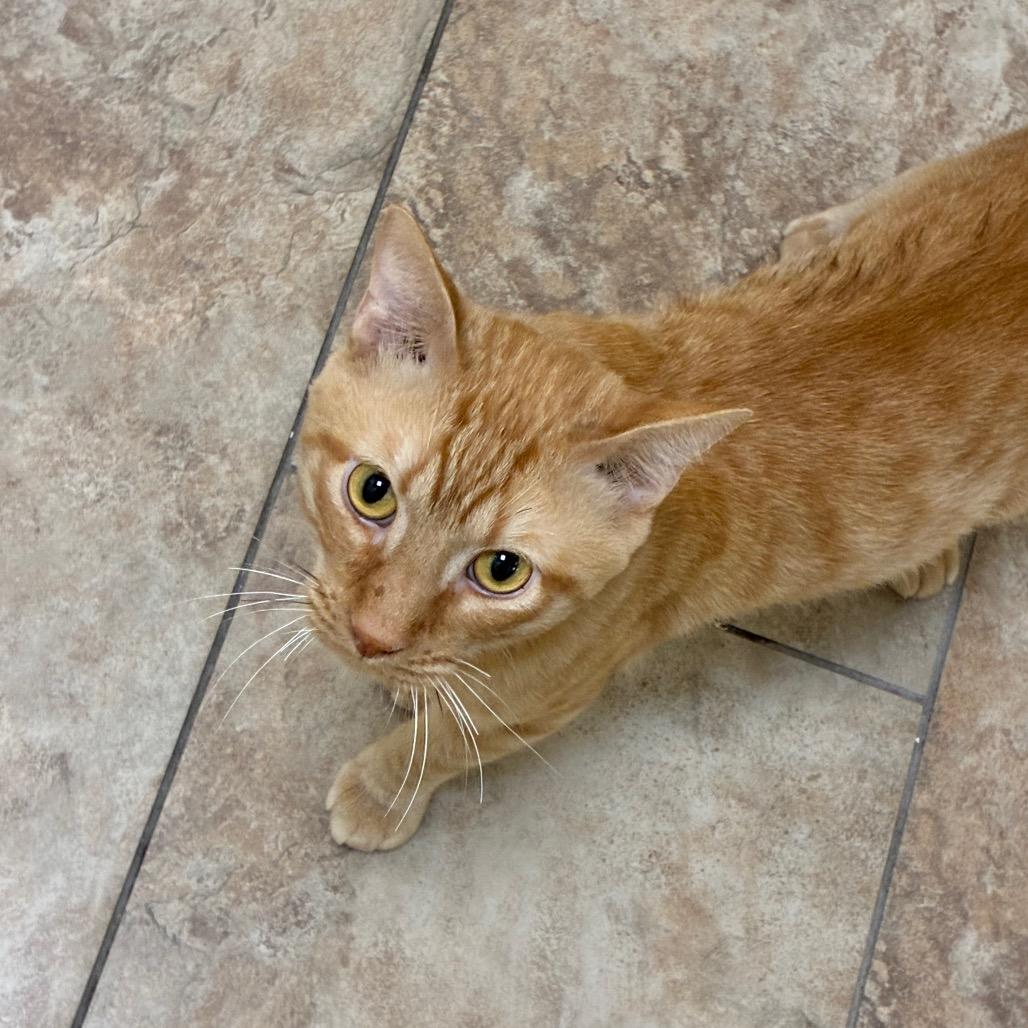 Enlarge Carmine, a Adoptable Domestic Short Hair in Tulsa, OK image 2/2