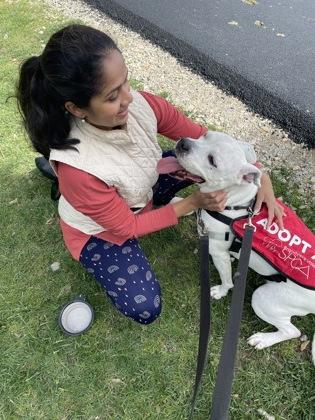 Enlarge Charles, a Adoptable Mixed Breed in New Castle, DE image 1/3