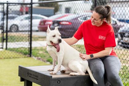 Enlarge Charles, a Adoptable Mixed Breed in New Castle, DE image 1/3