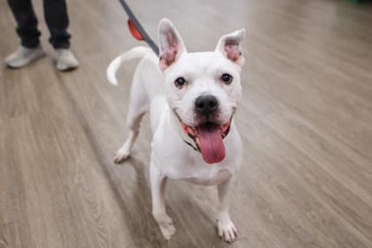 Charles, a Adoptable Mixed Breed in New Castle, DE image 3/3