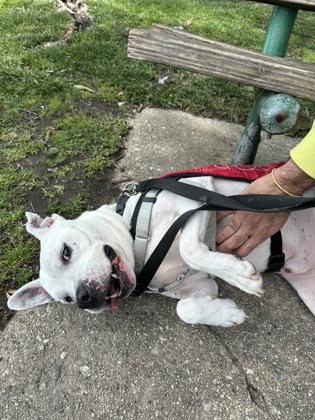 Enlarge Charles, a Adoptable Mixed Breed in New Castle, DE image 4/5