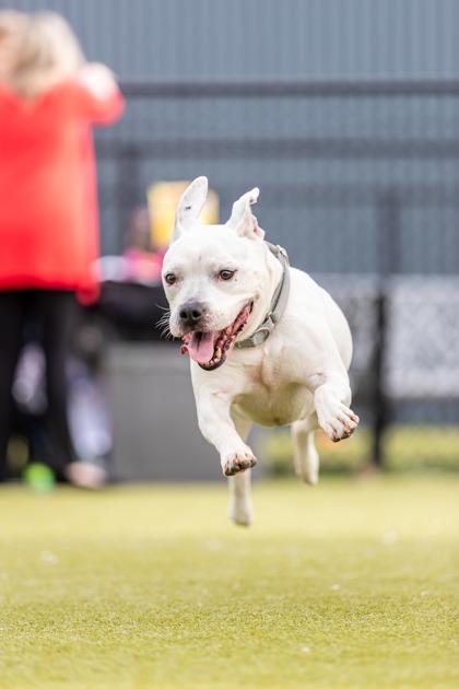 Enlarge Charles, a Adoptable Mixed Breed in New Castle, DE image 2/3