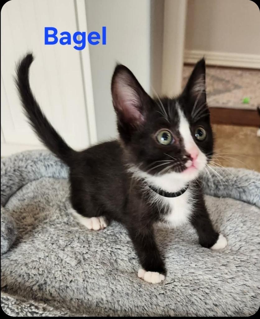 Enlarge Bagel, a Adoptable mixed breed in San Jacinto, CA image 1/1