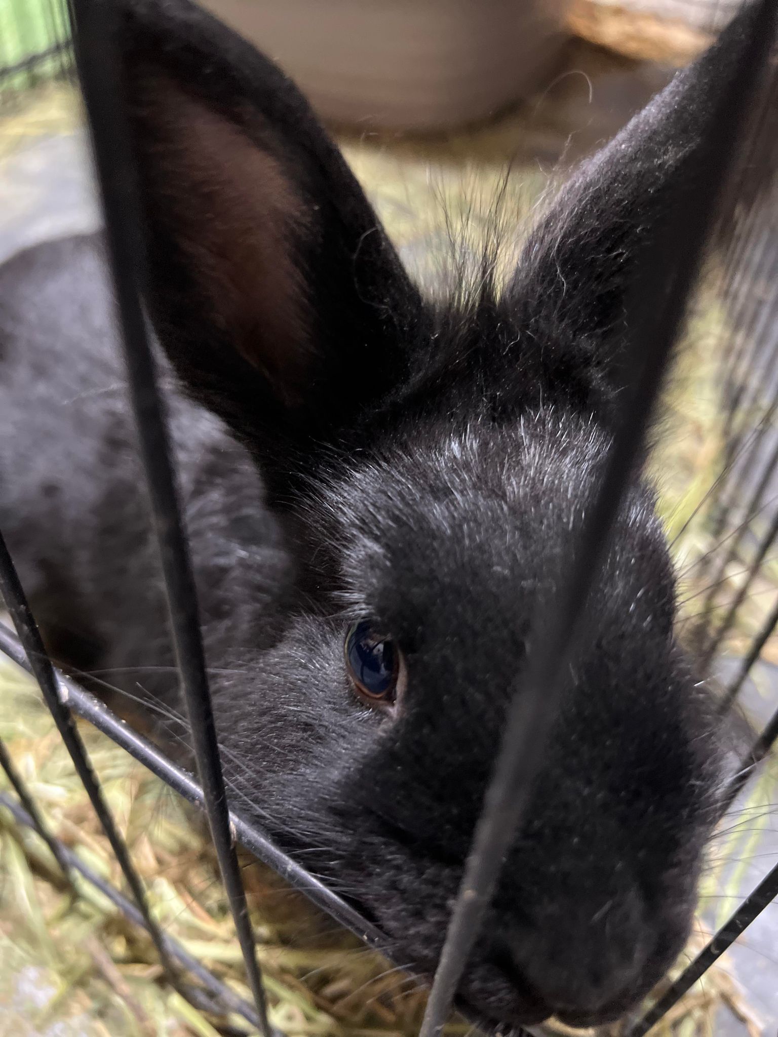 Chong , Adoptable, Baby Male Lionhead.