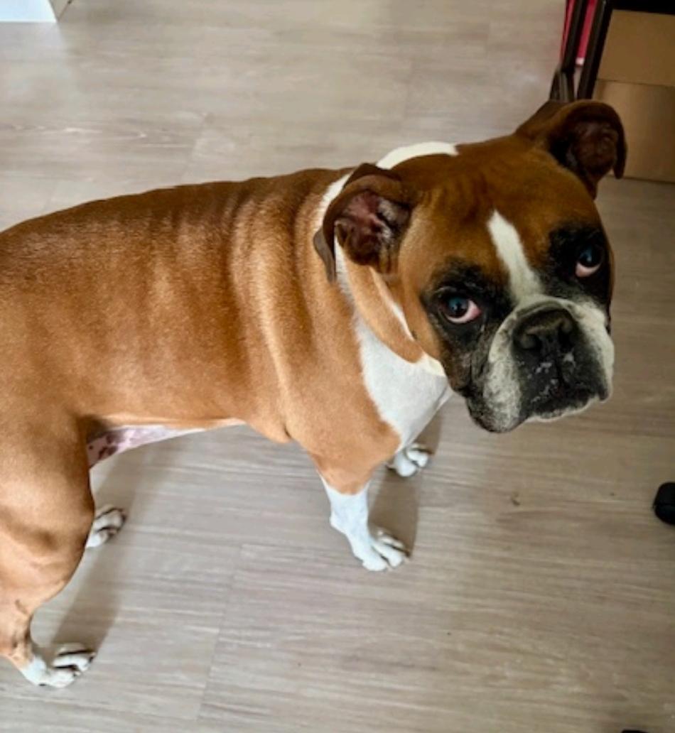 Enlarge Mae-boxer (fostered in NH), a Adopted Boxer in Franklin, MA image 2/4