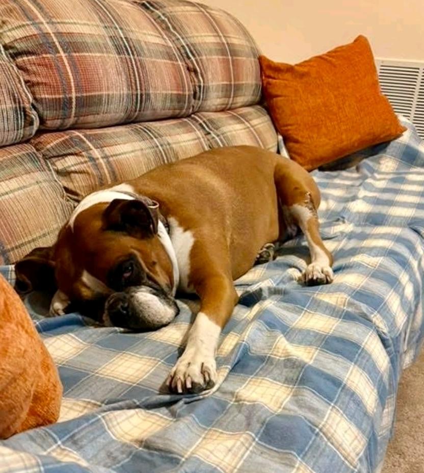 Enlarge Mae-boxer (fostered in NH), a Adopted Boxer in Franklin, MA image 3/4