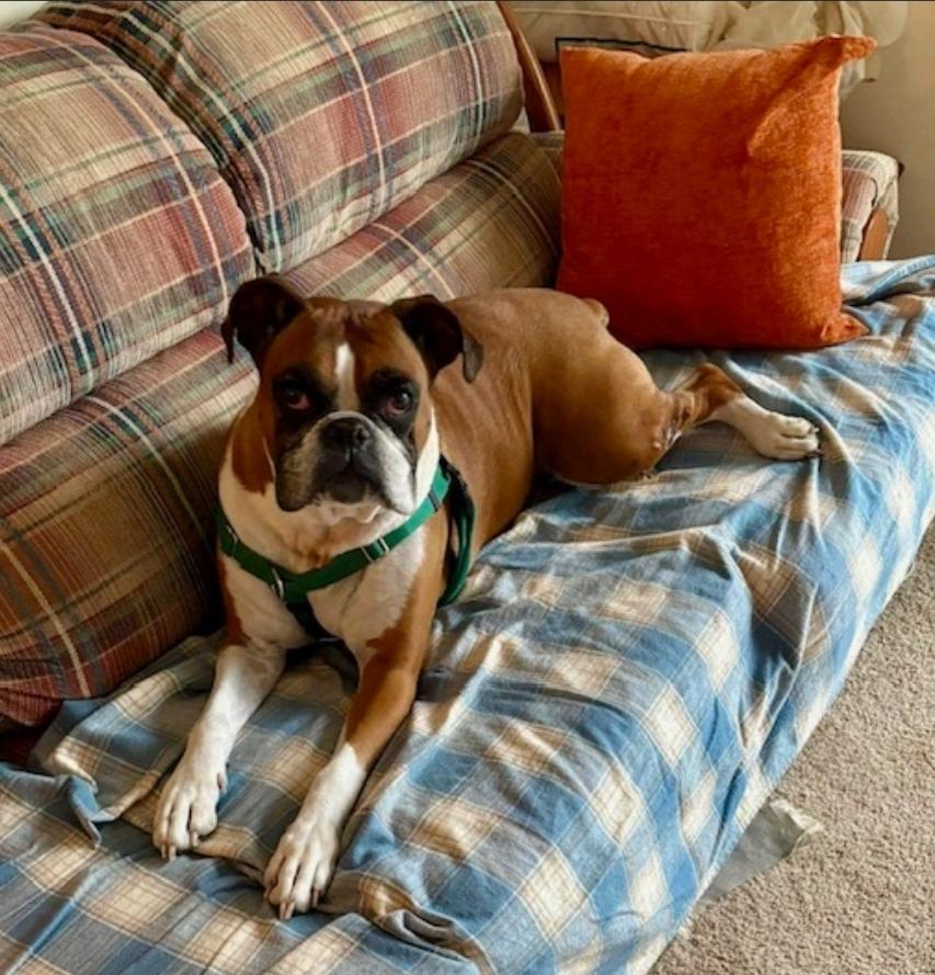 Enlarge Mae-boxer (fostered in NH), a Adopted Boxer in Franklin, MA image 1/4
