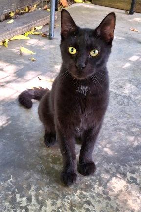 Zeppelin, Adoptable, Young Male Domestic Medium Hair.
