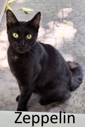 Enlarge Zeppelin, a Adoptable Domestic Medium Hair in Mountain View, AR image 2/2