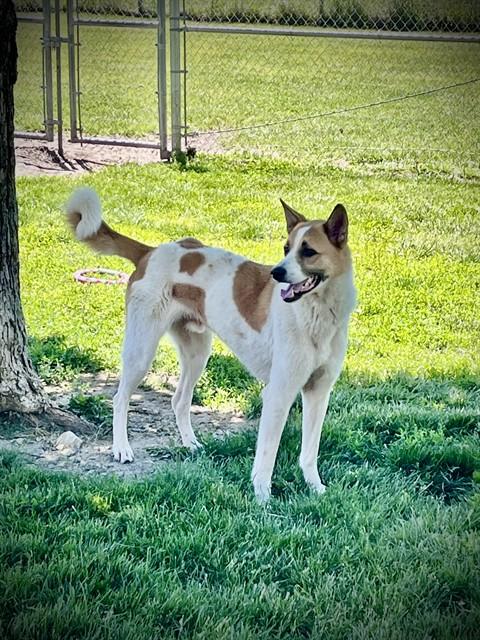 Enlarge WARREN, a Adoptable mixed breed in Lees Summit, MO image 1/1