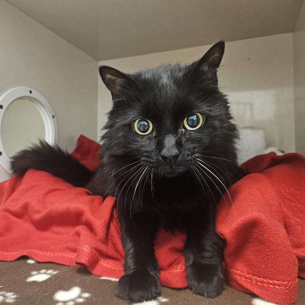 Midnight, Adoptable, Senior Female Domestic Medium Hair.