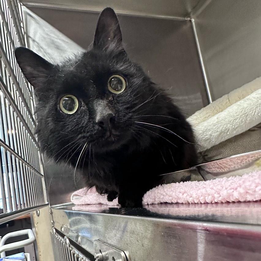 Enlarge Midnight, a Adoptable Domestic Medium Hair in Conway, NH image 2/4